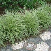Carex morrowii Variegata / Sárga tarka sás